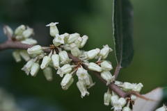 Elaeagnus latifolia